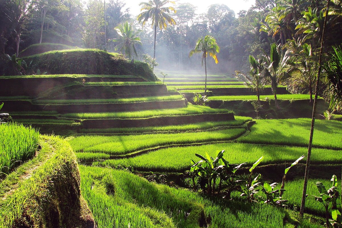 Tegallalang Rice Terraces in Bali 3