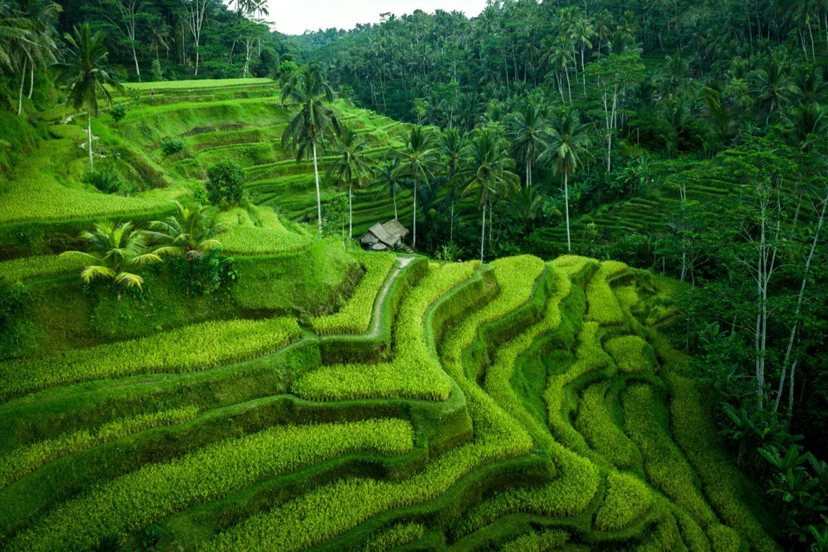 Tegallalang Rice Terraces in Bali